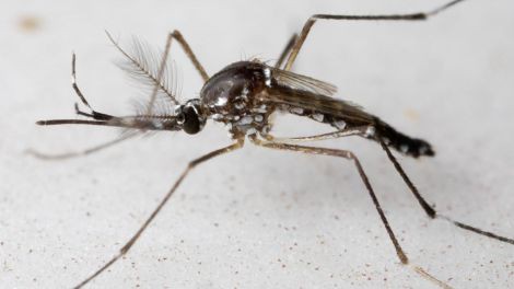 240 con muỗi bị nén chặt trong ống xy lanh vẫn không chết, chờ ngày phát tán sự huỷ diệt cho giống loài - Ảnh 2.
