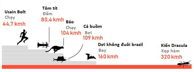 Sở hữu cú kẹp hàm tốc độ 320 km/h, cắn một phát chỉ mất 0,000015 giây, loài kiến lạ được vinh danh động vật nhanh nhất thế giới - Ảnh 3.
