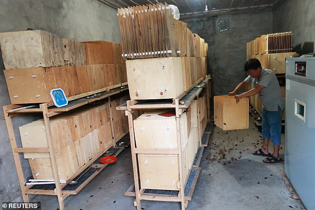 Hàng tỷ con gián đã giúp Trung Quốc xử lý 50 tấn thức ăn thừa mỗi ngày như thế nào? - Ảnh 5. Hàng tỷ con gián đã giúp Trung Quốc xử lý 50 tấn thức ăn thừa mỗi ngày như thế nào? - Ảnh 5.