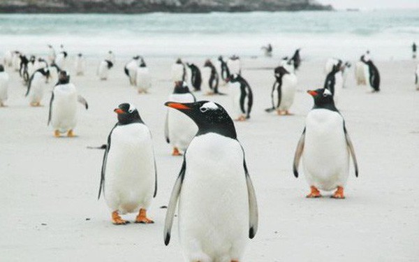Quá mệt mỏi với bè lũ chim cánh cụt cùng 6000 con cừu, gia đình người Anh rao bán cả hòn đảo tặng kèm mọi con vật trên đó - Ảnh 8.