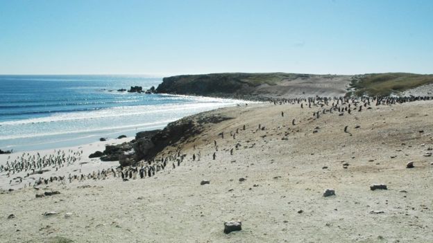 Quá mệt mỏi với bè lũ chim cánh cụt cùng 6000 con cừu, gia đình người Anh rao bán cả hòn đảo tặng kèm mọi con vật trên đó - Ảnh 7.