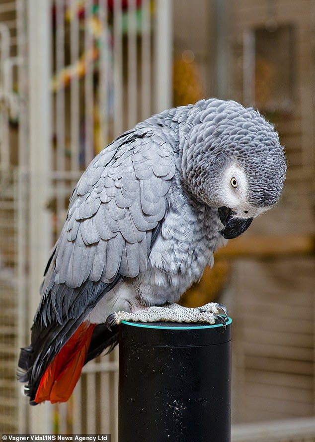 Bị đuổi khỏi vườn thú vì hay văng bậy, con vẹt này đã trót yêu trợ lý ảo Alexa, lén đặt mua đồ ăn trên Amazon - Ảnh 1.