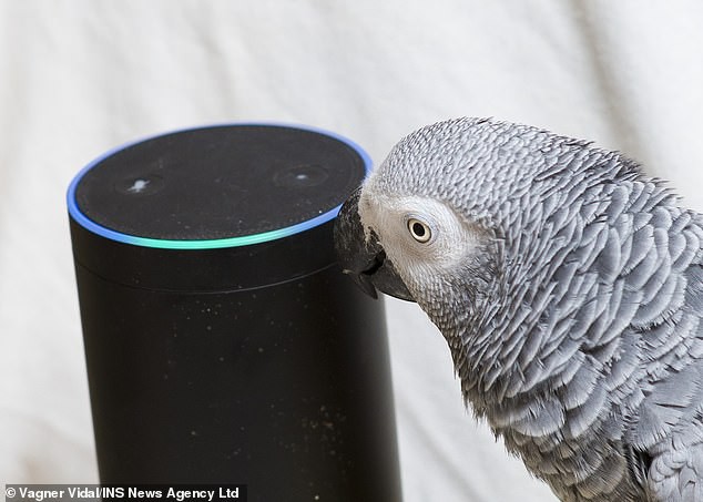 Bị đuổi khỏi vườn thú vì hay văng bậy, con vẹt này đã trót yêu trợ lý ảo Alexa, lén đặt mua đồ ăn trên Amazon - Ảnh 2.