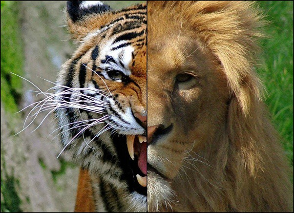 Hỏi cực khó: Hổ và sư tử đánh nhau, con nào sẽ thắng? - Ảnh 15.