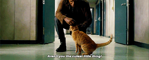 Sự thật kinh dị về con mèo rõ đáng yêu được Nick Fury vuốt ve trong Captain Marvel - Ảnh 1.