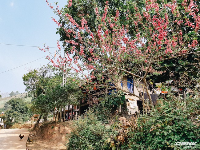  Đào trổ hoa trên bản làng của người Thái 