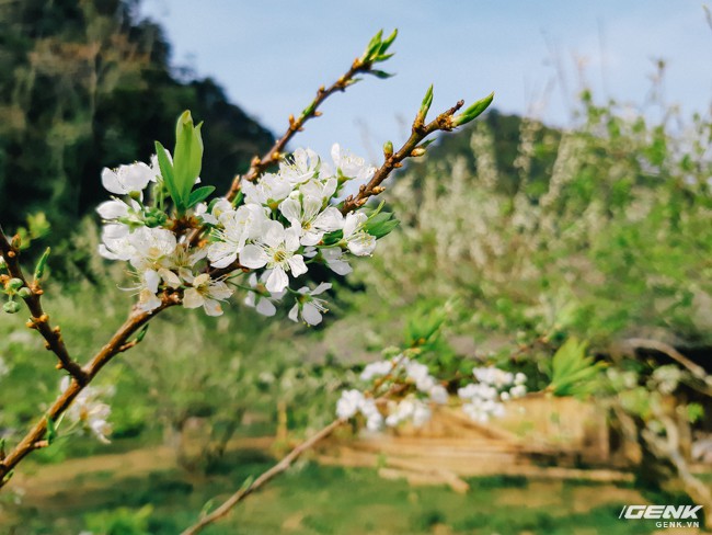  Những chùm hoa mận trắng muốt khoe sắc trước ống kính của Galaxy A8. Khẩu độ lớn F/1.9 giúp máy xóa phông đẹp và tự nhiên 