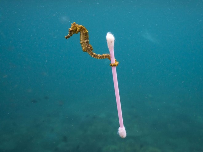  Sewage suffer - giải Nhất giải thưởng Wildlife Photojournalist Award 2017, hạng mục ảnh đơn 