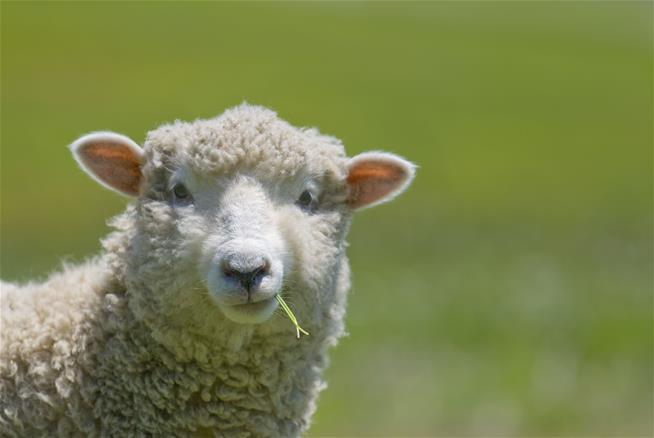  Các nhà khoa học vừa tạo ra được phôi thai lai giữa người và cừu ở tỷ lệ 1/10.000 