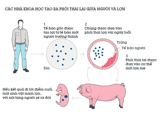  Một năm trước đây, các nhà khoa học đã tạo ra được phôi thai lai giữa người và lợn 
