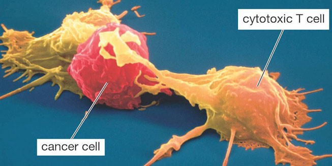  Chỉ cần nhận diện được ung thư, các tế bào T của hệ miễn dịch có thể tiêu diệt chúng 