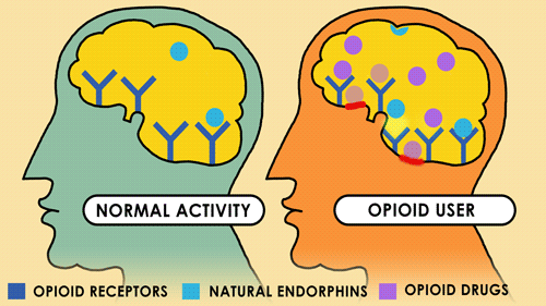  Hợp chất opioid tác dụng đến não bộ có thể gây nghiện, có liên quan đến nhiều trường hợp tử vong 