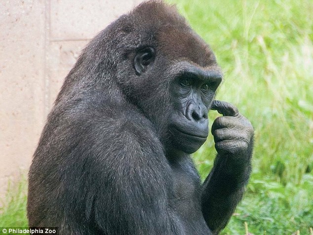 Chú Gorilla khiến cộng đồng mạng cười ngất với màn đi bằng 2 chân để tránh bị bẩn tay khi ăn - Ảnh 5.