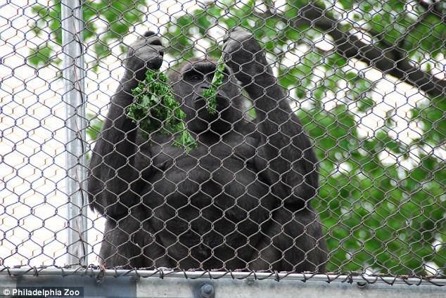 Chú Gorilla khiến cộng đồng mạng cười ngất với màn đi bằng 2 chân để tránh bị bẩn tay khi ăn - Ảnh 6.