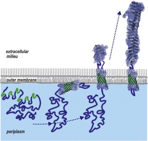 Protein BAM cho phép các phân tử chui qua màng tế bào của vi khuẩn