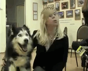 [Vui] Loạt ảnh cho thấy Husky mới là giống chó kỳ lạ nhất trên đời - Ảnh 5.