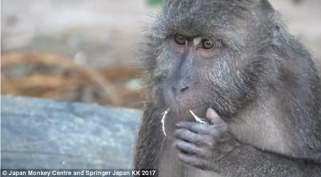 Đây là loài khỉ chuyên đi nhặt lông chim để xỉa răng - Ảnh 3.