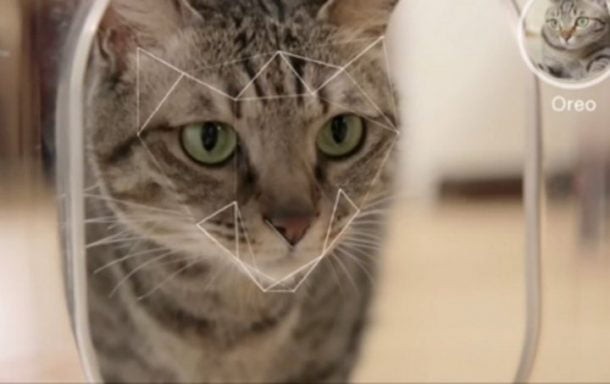 Camera nhận diện mặt mèo, giúp nó nhắn tin cho ông chủ mỗi khi muốn vào nhà - Ảnh 2.