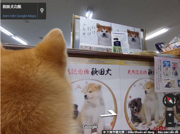 Khám phá quê nhà quốc khuyển Nhật qua góc nhìn của chó Akita Inu - Ảnh 6.
