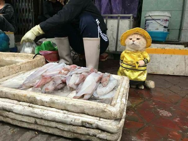  Sau bức ảnh này, Chó trở thành người bán cá nổi tiếng nhất Việt Nam 