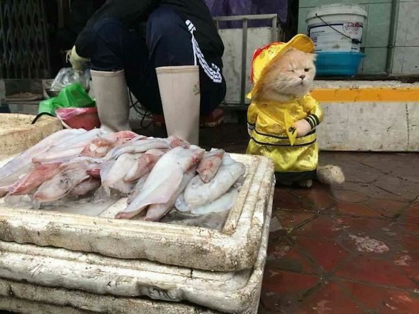  Chú trở thành một ngôi sao thực thụ tại khu chợ ở Hải Phòng 