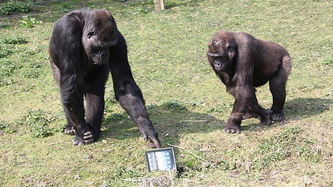 Những cú lừa Cá Tháng Tư tưởng đùa mà hóa thật: Khỉ đột sử dụng iPad, đưa con người lên sao Hoả - Ảnh 1.