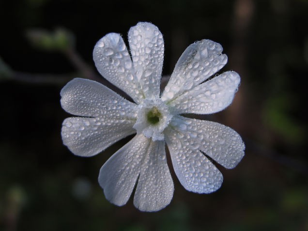  Silene, loài hoa đã bị đóng băng từ Kỷ Băng hà 