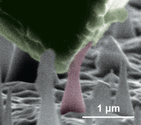 Các nhà khoa học tạo ra thành công kim cương dạng sợi nano, có thể bẻ cong mà không lo bị gãy - Ảnh 1.