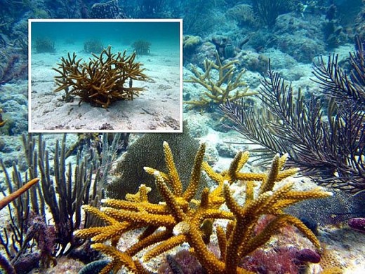 Viễn cảnh kinh hoàng nào đón đợi ta khi toàn bộ rạn san hô trên Trái đất này biến mất? - Ảnh 2.