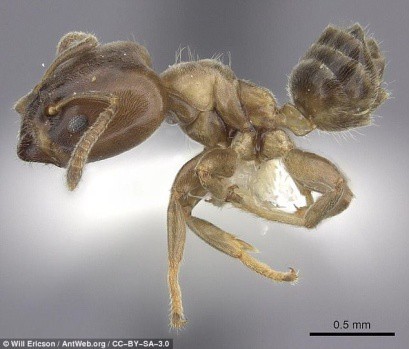 Rùng rợn với chiếc bẫy như thời Trung cổ của loài kiến nhỏ, xẻ thịt con mồi to gấp 50 lần - Ảnh 1.