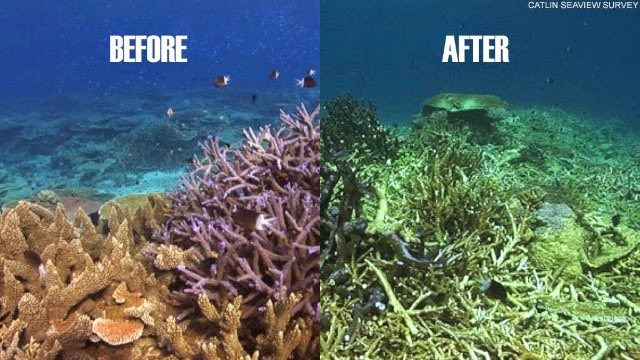 Viễn cảnh kinh hoàng nào đón đợi ta khi toàn bộ rạn san hô trên Trái đất này biến mất? - Ảnh 3.