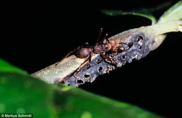 Rùng rợn với chiếc bẫy như thời Trung cổ của loài kiến nhỏ, xẻ thịt con mồi to gấp 50 lần - Ảnh 3.