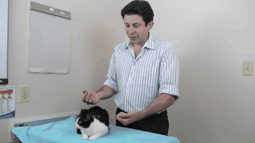 Bác sĩ thú y hàng đầu chỉ cho bạn cách ghìm mèo cho an toàn và cách bế mèo đi chơi cho hiệu quả - Ảnh 3.