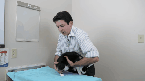 Bác sĩ thú y hàng đầu chỉ cho bạn cách ghìm mèo cho an toàn và cách bế mèo đi chơi cho hiệu quả - Ảnh 6.