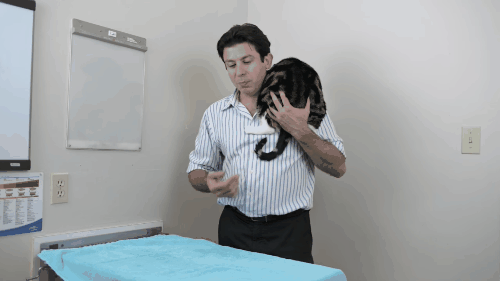 Bác sĩ thú y hàng đầu chỉ cho bạn cách ghìm mèo cho an toàn và cách bế mèo đi chơi cho hiệu quả - Ảnh 8.