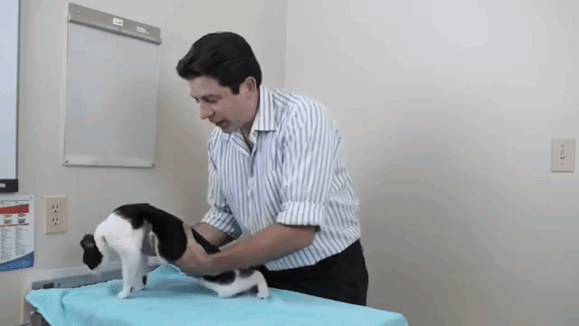 Bác sĩ thú y hàng đầu chỉ cho bạn cách ghìm mèo cho an toàn và cách bế mèo đi chơi cho hiệu quả - Ảnh 5.