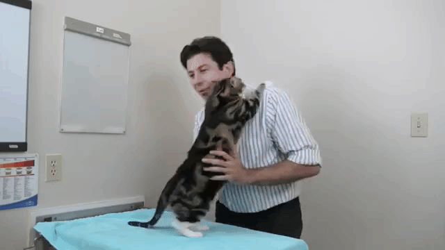 Bác sĩ thú y hàng đầu chỉ cho bạn cách ghìm mèo cho an toàn và cách bế mèo đi chơi cho hiệu quả - Ảnh 7.