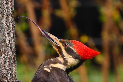 Ai cũng giật mình khi biết cách loài chim này cất cái lưỡi dài hơn cả đầu - Ảnh 1.