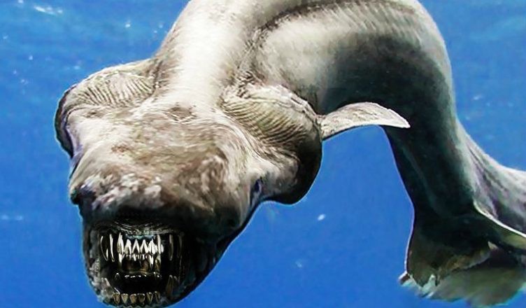 Đây là con cá mập với đầu rắn và 300 chiếc răng sắc nhọn mà bạn chỉ có thể gặp trong ác mộng - Ảnh 2.