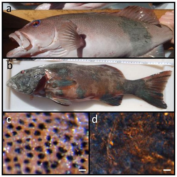 a) một con cá có khối u ác tính dạng ung thư da ở bên cạnh mình; b) gần như toàn bộ cơ thể con cá này bị bao phủ trong các khối u ác tính; c) da cá bình thường dưới kính hiển vi; d) da cá nơi có khối u ác tính