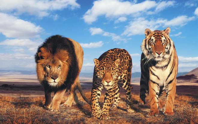 Phim Madagascar đời thực: Khi hổ, báo, sư tử, gấu chán vườn thú rồi rủ nhau trốn trại đi chơi - Ảnh 1.