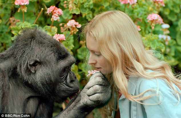Koko - khỉ đột biết nói chuyện với con người đã qua đời ở tuổi 46 - Ảnh 1.