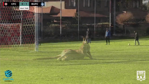 Úc: Kangaroo nhảy vào sân chen ngang trận bóng rồi đòi bắt gôn thay thủ môn - Ảnh 2.