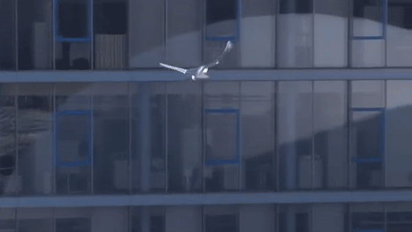 Trung Quốc bắt đầu sử dụng drone giả chim bồ cầu để giám sát an ninh - Ảnh 1.