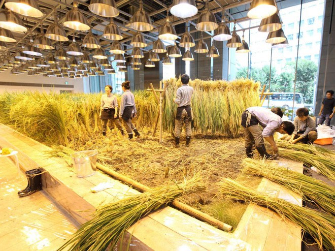 Công ty cho nhân viên trồng lúa trong văn phòng, cuối vụ đưa cả con đến gặt cho vui - Ảnh 2.