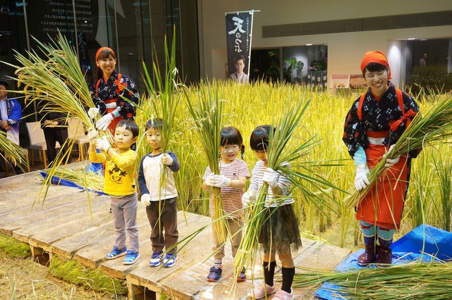 Công ty cho nhân viên trồng lúa trong văn phòng, cuối vụ đưa cả con đến gặt cho vui - Ảnh 5.
