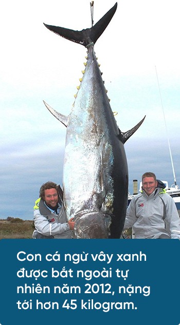 Các nhà khoa học đang thuần hóa cá ngừ vây xanh đang trong diện nguy cấp để có đủ nguyên liệu mà làm sushi - Ảnh 7.