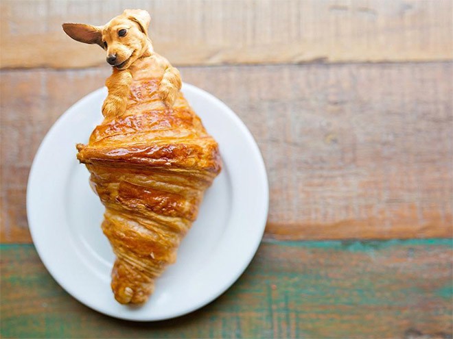 Chỉ có ảnh chó và thức ăn, trang Instagram này sẽ khiến mọi muộn phiền của bạn tan biến - Ảnh 2.