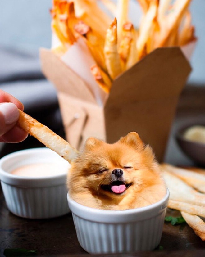 Chỉ có ảnh chó và thức ăn, trang Instagram này sẽ khiến mọi muộn phiền của bạn tan biến - Ảnh 11.