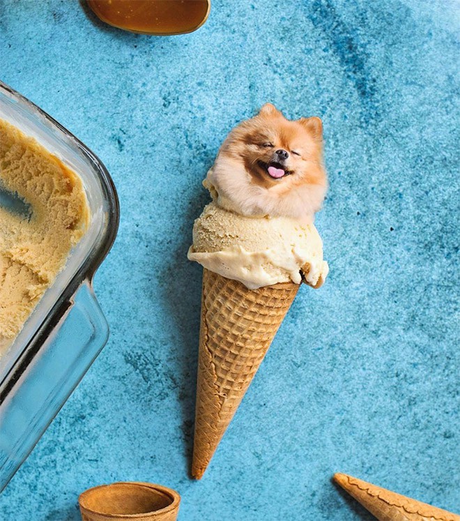 Chỉ có ảnh chó và thức ăn, trang Instagram này sẽ khiến mọi muộn phiền của bạn tan biến - Ảnh 20.